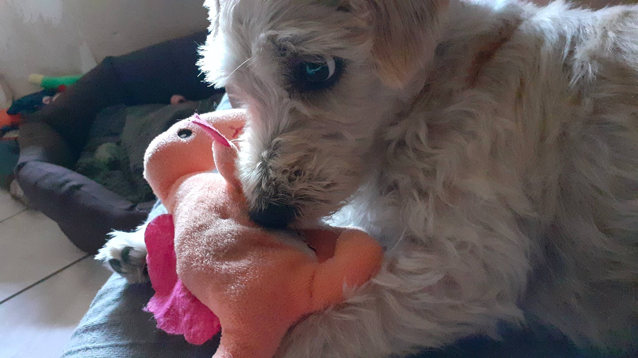 Tcheuby participe au concours pour gagner de l'argent avec cette photo : canidae, carnivore, cockapoo, companion_dog, dog, dog_breed, maltepoo, mammal, poodle_crossbreed, puppy, puppy_love, rare_breed_dog, schnoodle, sealyham_terrier, snout, sporting_group, sporting_lucas_terrier, terrier, vertebrate, west_highland_white_terrier