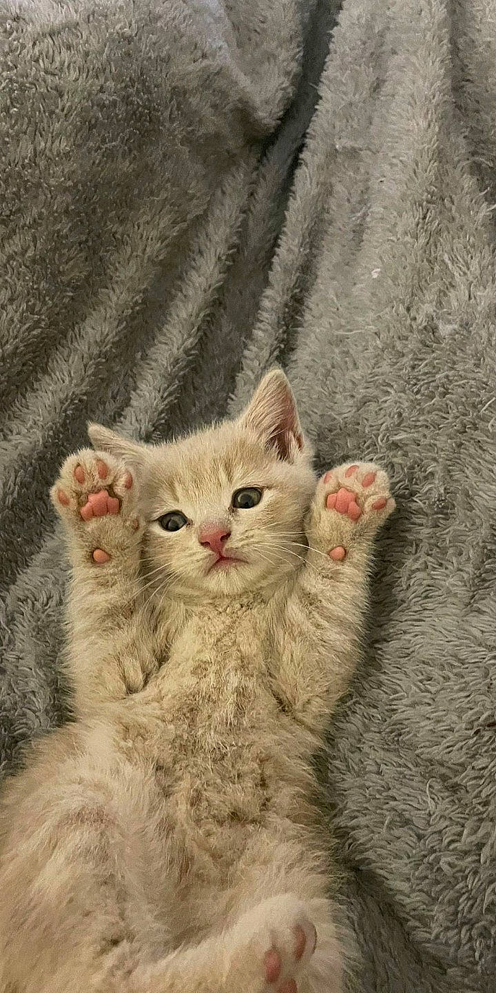 Baraka joined the competition — help win amazing prizes! carnivore, cat, claw, domestic_short_haired_cat, fang, fawn, felidae, fur, paw, small_to_medium_sized_cats, snout, tail, terrestrial_animal, whiskers, wildlife