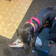 Nova is registered to the contest to win money with this photo: dog, black_dog, collar, harness, shoe, nike, mat, floor, tile_floor, letters, indoor, pet, animal, blurry, footwear, colorful, pink, white, red, black