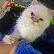 Mr.claws joined the competition — help win amazing prizes! cat, white_cat, fluffy, paw, arm, blue_sleeve, indoor, curious_eyes, close_up, pet, animal, furry, looking_up, person, hand, domestic_animal, cute, soft, cluttered_background, feline