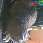 Milord a rejoint le concours — aidez-le/la à gagner de superbes lots ! british_shorthair, carnivore, cat, chartreux, domestic_short_haired_cat, felidae, korat, nebelung, russian_blue, small_to_medium_sized_cats, tail, whiskers