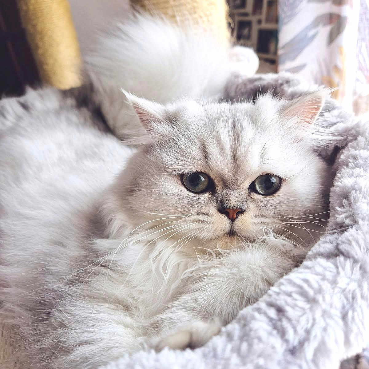 Aladdin participe au concours pour gagner de l'argent avec cette photo : animal, bed, cat, cozy, cute, ears, feline, fluffy, fur, home, indoor, pet, portrait, relaxed, resting, scratching_post, soft_texture, tail, whiskers, white_cat