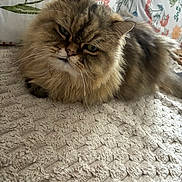 Bibou participe au concours pour gagner de l'argent avec cette photo : cat, fluffy, long_hair, lying_down, indoor, blanket, texture, floral_pattern, close_up, whiskers, pet, feline, relaxed, cute, fur, muzzle, ears, eyes, resting, cozy