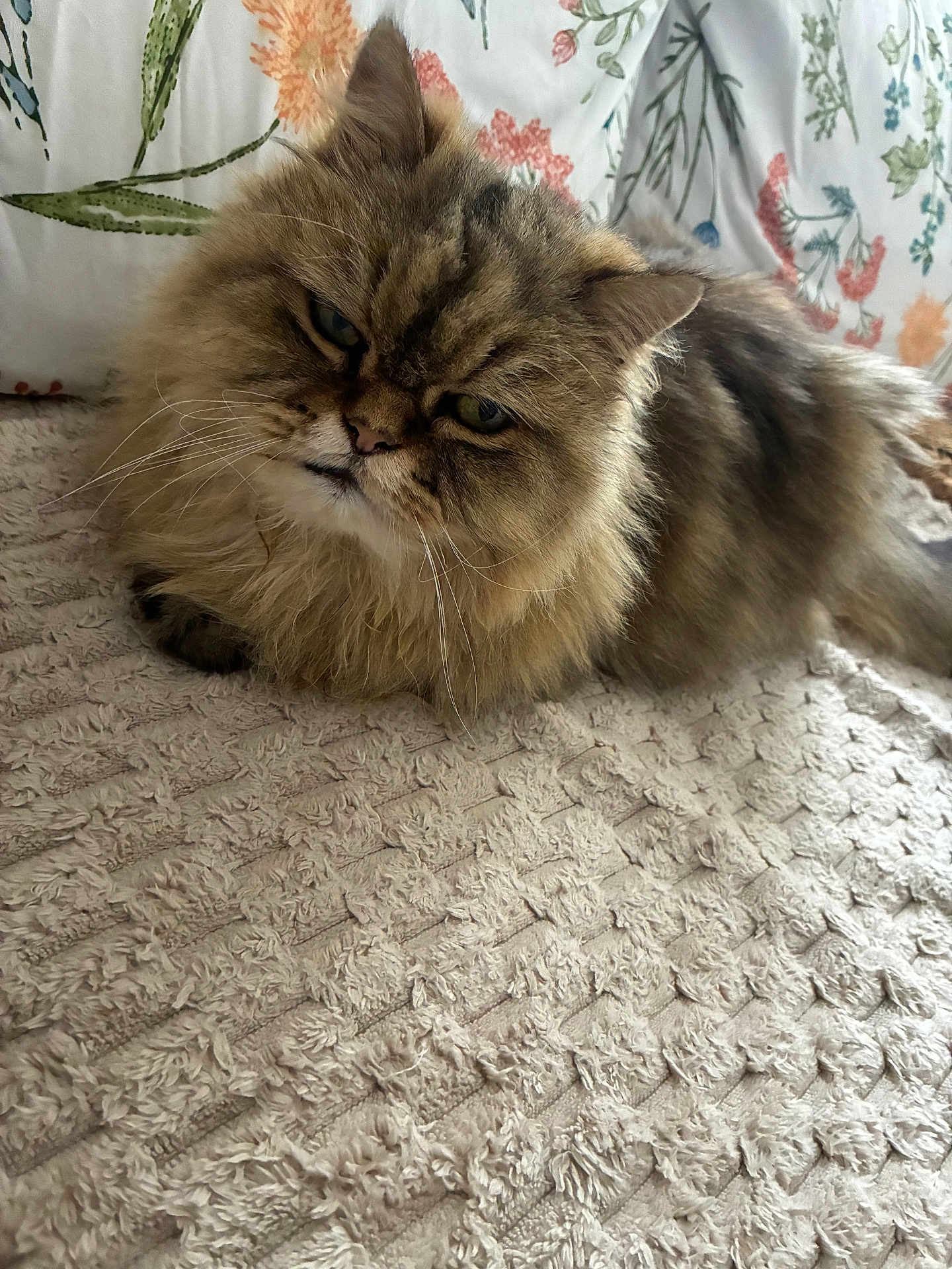 Bibou participe au concours pour gagner de l'argent avec cette photo : cat, fluffy, long_hair, lying_down, indoor, blanket, texture, floral_pattern, close_up, whiskers, pet, feline, relaxed, cute, fur, muzzle, ears, eyes, resting, cozy