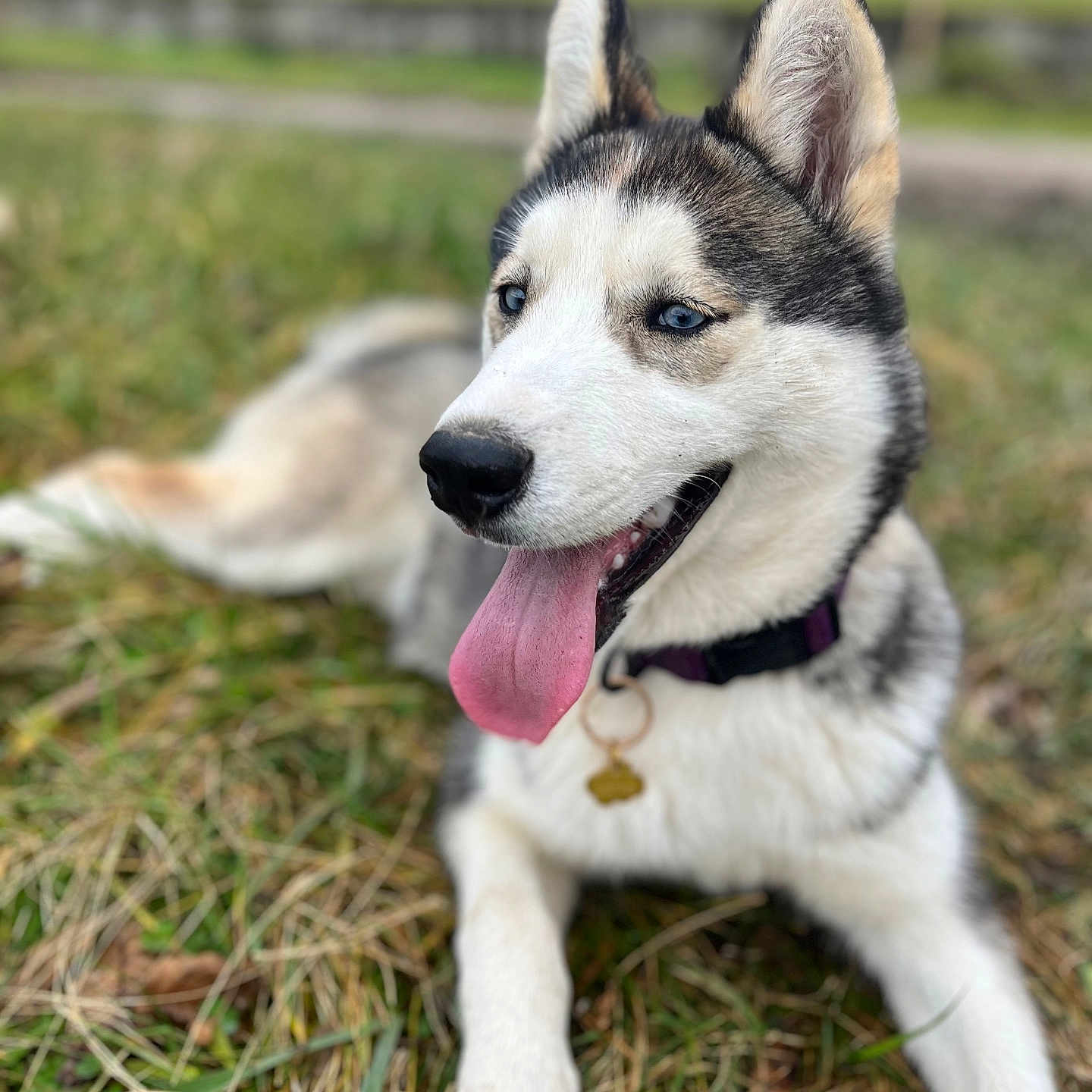 Laïka a rejoint le concours — aidez-le/la à gagner de superbes lots ! accessories, animal, bodypart, canine, dog, eskimodog, grass, hound, husky, mouth, nature, outdoors, person, pet, plant, puppy, snout, strap, tongue, whitedog