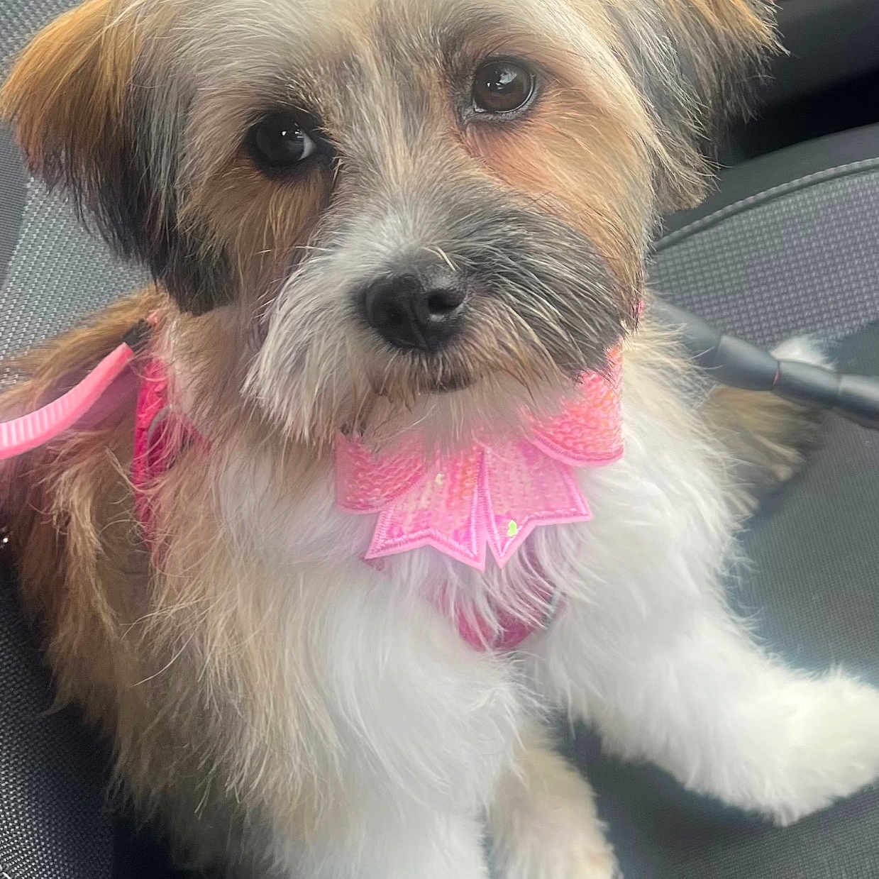 Millie is registered to the contest to win money with this photo: adorable, animal, car_seat, close_up, companion, cute, cute_pet, dog, domestic_animal, face, fluffy, friendly, fur, indoor, leash, looking, pet, pink_bow, sitting, small_dog
