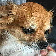 Isla is registered to the contest to win money with this photo: animal, canine, chihuahua, cockerspaniel, dog, papillon, pet, puppy, snout