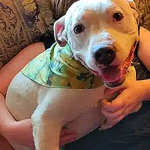 Rocky joined the competition — help win amazing prizes! carnivore, collar, companion_dog, dog, dog_breed, dog_collar, dog_supply, fawn, finger, happy, jaw, paw, pet_supply, photo_caption, selfie, smile, snout, sporting_group, whiskers, working_animal