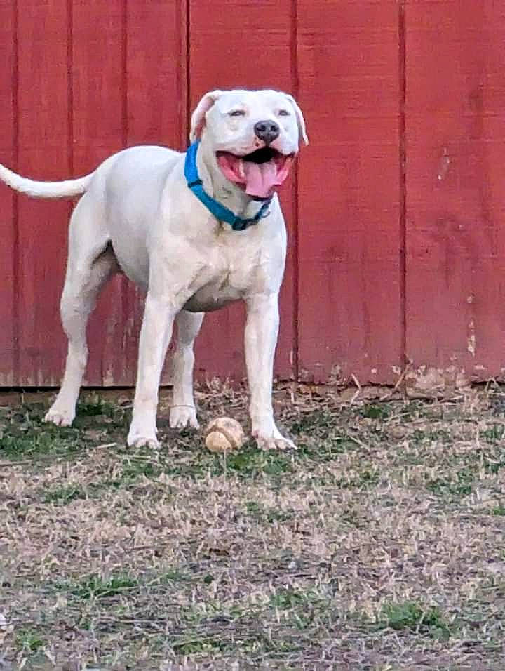 Rocky joined the competition — help win amazing prizes! canidae, carnivore, collar, companion_dog, dog, dog_breed, dog_collar, dog_supply, dogo_guatemalteco, fawn, grass, guard_dog, gun_dog, leash, pet_supply, plant, sporting_group, tail, working_animal, working_dog