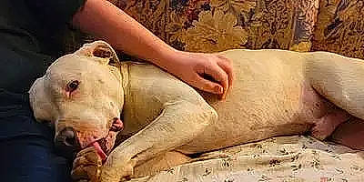 Rocky is registered to the contest to win money with this photo: art, flesh, fur, human_leg, livestock, mud, nail, soil, terrestrial_animal, wood, working_animal