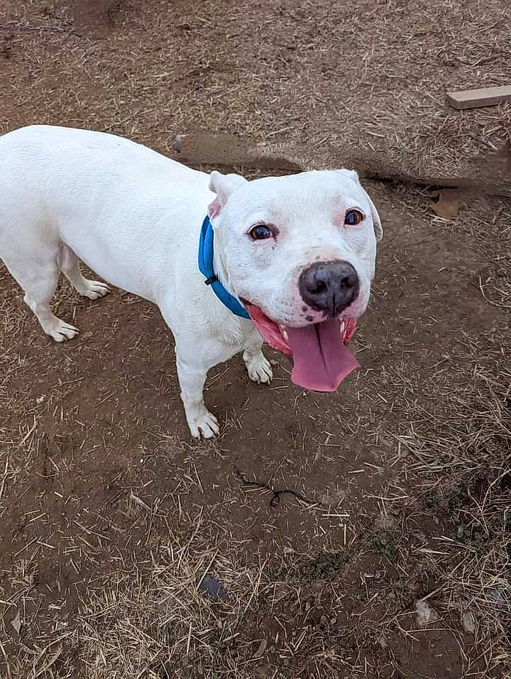 Rocky is registered to the contest to win money with this photo: canidae, carnivore, collar, companion_dog, dog, dog_breed, dog_collar, dog_supply, fawn, grass, hunting_dog, non_sporting_group, pet_supply, snout, soil, sporting_group, tail, terrestrial_animal, working_animal