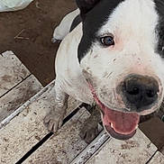 Klein joined the competition — help win amazing prizes! dog, close_up, smiling, tongue_out, muddy, paws, nose, eye, ear, wooden_planks, dirt, playful, pet, domestic_animal, white_fur, black_fur, panting, outdoor, happy, hdr_badge