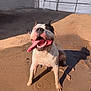 Klein is registered to the contest to win money with this photo: dog, pitbull, tongue_out, muddy, puddle, happy, panting, outdoor, fence, yard, water, mud, sitting, pet, canine, playful, summer, shadow, close_up, joyful