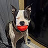 Klein joined the competition — help win amazing prizes! ball, black_and_white, blanket, canine, carpet, collar, companion, dog, domestic_animal, ears, floor, furniture, happy, indoor, mouth, nose, pet, playful, sitting, toy