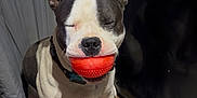 Klein is registered to the contest to win money with this photo: dog, pitbull, ball, toy, red_ball, indoor, carpet, collar, face, closed_eyes, snout, ears, sitting, pet, domestic_animal, playful, fur, nose, blanket, floor
