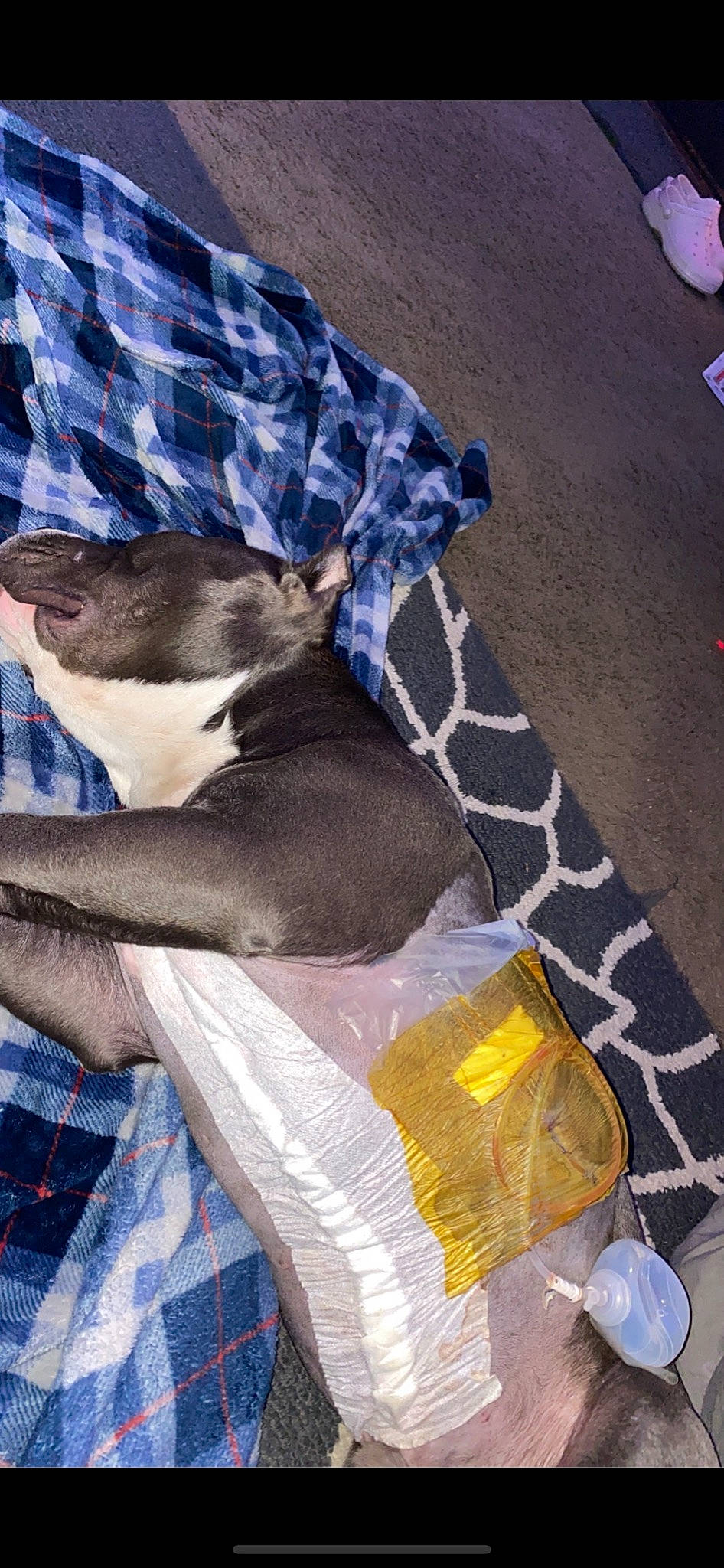 Cassius joined the competition — help win amazing prizes! carnivore, comfort, companion_dog, dog_breed, dog_supply, electric_blue, fawn, felidae, fur, grey, human_leg, linens, pattern, plaid, small_to_medium_sized_cats, snout, tail, tartan, terrestrial_animal, whiskers