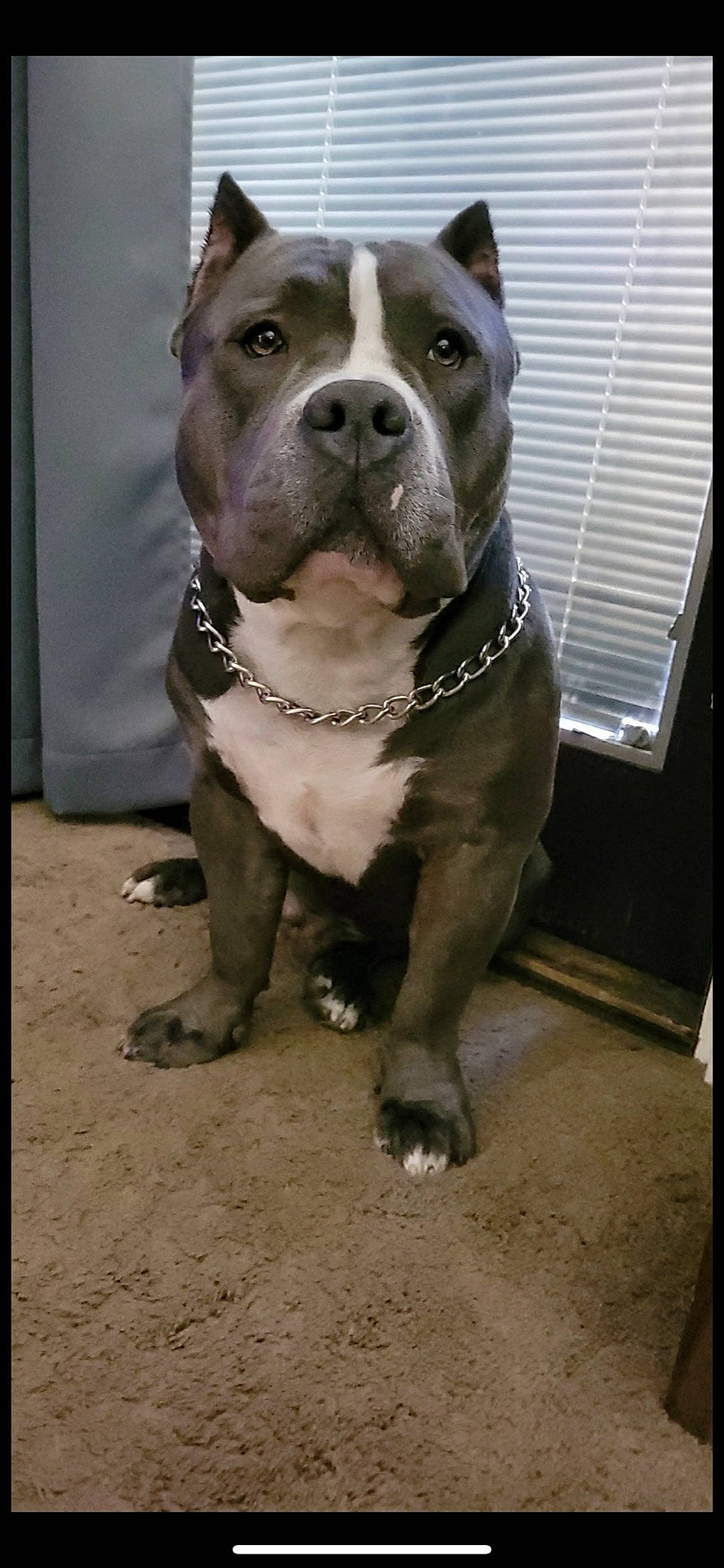 Cassius joined the competition — help win amazing prizes! canidae, carnivore, companion_dog, dog, dog_breed, dog_collar, fawn, fur, molosser, non_sporting_group, snout, sporting_group, terrestrial_animal, whiskers, window, window_blind, working_animal, working_dog