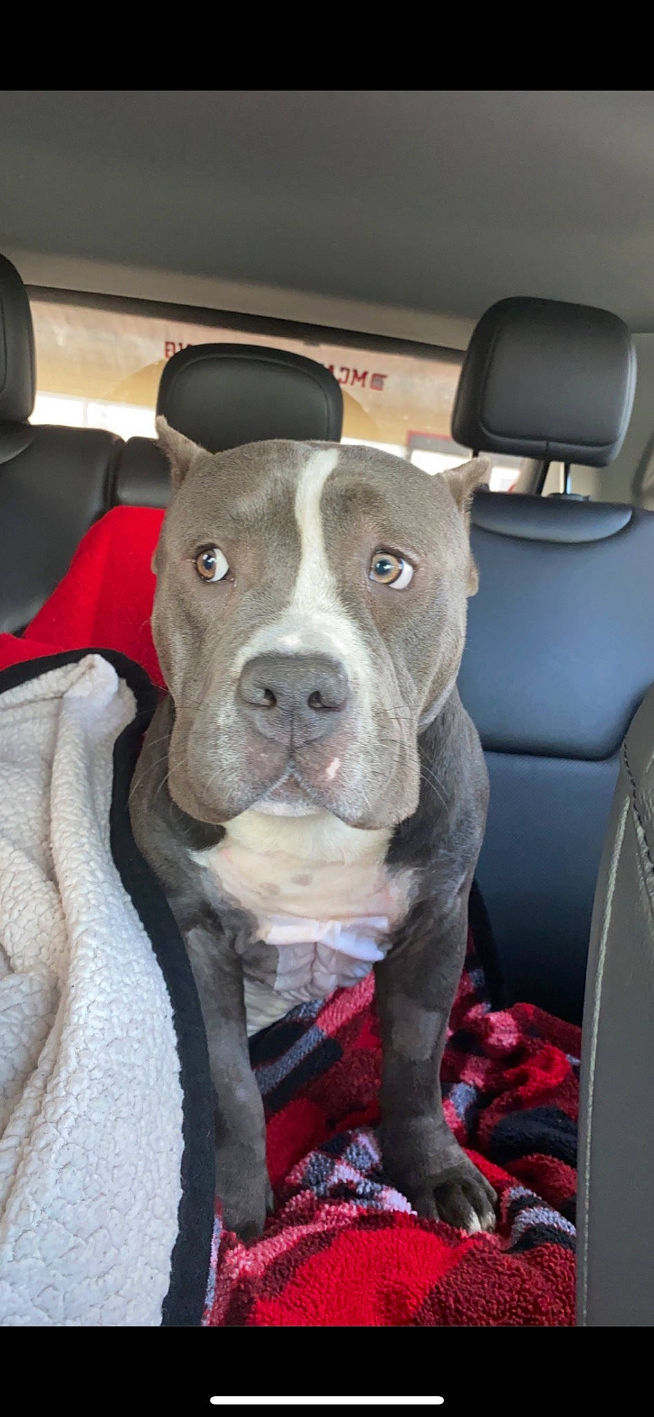 Cassius is registered to the contest to win money with this photo: auto_part, car, car_seat, carnivore, collar, companion_dog, dog, dog_breed, dog_collar, family_car, fur, motor_vehicle, vehicle, vehicle_door, whiskers, window, working_animal