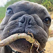 Cowtra is registered to the contest to win money with this photo: dog, close_up, face, nose, mouth, insect, outdoor, animal, pet, whiskers, fur, texture, brown, cute, nature, macro, portrait, expression, snout, wildlife