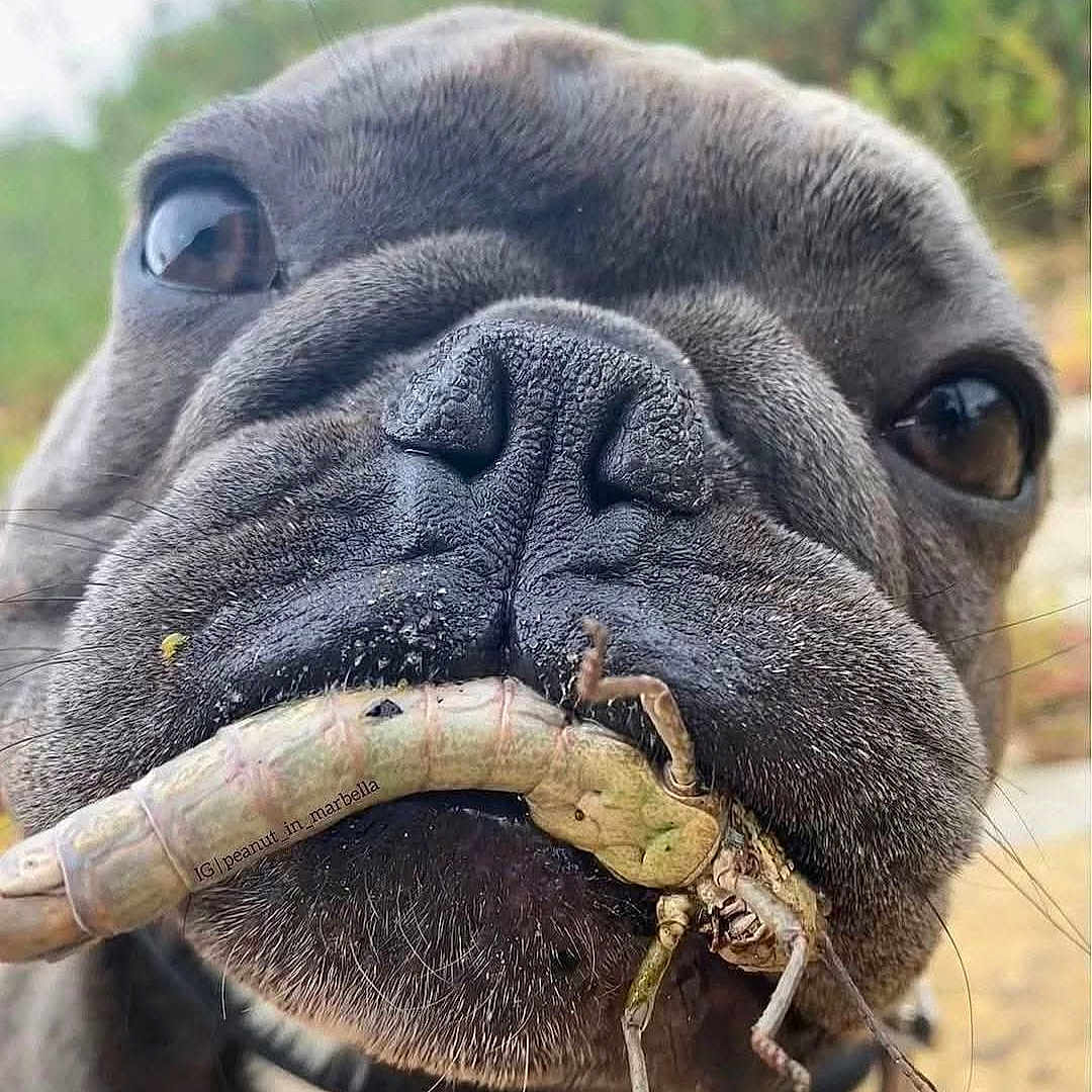 Cowtra is registered to the contest to win money with this photo: animal, brown, close_up, cute, dog, expression, face, fur, insect, macro, mouth, nature, nose, outdoor, pet, portrait, snout, texture, whiskers, wildlife