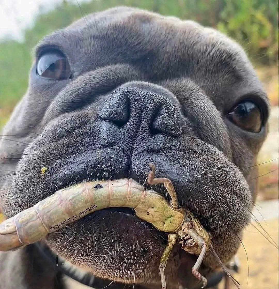 Cowtra is registered to the contest to win money with this photo: dog, close_up, face, nose, mouth, insect, outdoor, animal, pet, whiskers, fur, texture, brown, cute, nature, macro, portrait, expression, snout, wildlife