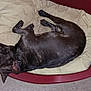 dog, sleeping, dog_bed, cushion, black_dog, indoors, carpet, resting, pet, canine, fur, collar, relaxed, quiet, home, nap, comfort, animal, cozy, laying_down