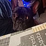 Uxi participe au concours pour gagner de l'argent avec cette photo : dog, french_bulldog, black_dog, pet, indoor, tablecloth, text, pattern, ears, eyes, face, cute, curious, blue_lights, decor, home, cozy, animal, looking_up, closeup