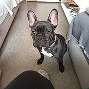 Uxi participe au concours pour gagner de l'argent avec cette photo : dog, french_bulldog, pet, indoor, carpet, bed, couch, collar, black_dog, white_patch, ears, floor, furniture, sitting, looking_up, animal, domestic_animal, cute, companion, household