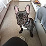 dog, french_bulldog, pet, indoor, carpet, bed, couch, collar, black_dog, white_patch, ears, floor, furniture, sitting, looking_up, animal, domestic_animal, cute, companion, household