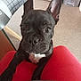 french_bulldog, puppy, dog, black_dog, pet, indoor, carpet, legs, curious, close_up, ears, face, white_chest_mark, cute, animal, companion, home, looking_up, red_clothing, canine