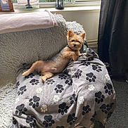 Denzil is registered to the contest to win money with this photo: dog, small_dog, blanket, paw_prints, chair, furniture, window, curtain, lantern, photo_frame, carpet, indoor, pet, relaxed, cozy, fur, ears, paw, snout, home