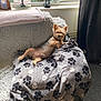 dog, small_dog, blanket, paw_prints, chair, furniture, window, curtain, lantern, photo_frame, carpet, indoor, pet, relaxed, cozy, fur, ears, paw, snout, home