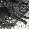 puppy, dog, black_dog, pet, indoor, floor, rug, curious, laying_down, young_dog, animal, cute, domestic_animal, looking_at_camera, playful, ears, tail, paws, portrait, home