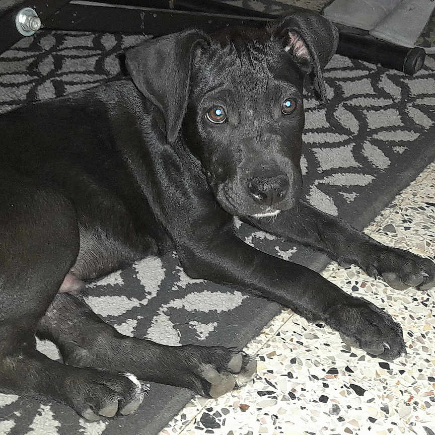 Baïko participe au concours pour gagner de l'argent avec cette photo : puppy, dog, black_dog, pet, indoor, floor, rug, curious, laying_down, young_dog, animal, cute, domestic_animal, looking_at_camera, playful, ears, tail, paws, portrait, home