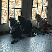 Henry joined the competition — help win amazing prizes! cat, three_cats, window, glass_door, indoor, outdoor_view, lawn, sitting, backlit, silhouette, furry_tail, trio, pet, domestic_cat, wood_floor, mat, curiosity, peaceful, home_interior, cozy