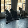 cat, three_cats, window, glass_door, indoor, outdoor_view, lawn, sitting, backlit, silhouette, furry_tail, trio, pet, domestic_cat, wood_floor, mat, curiosity, peaceful, home_interior, cozy