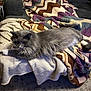 cat, gray_cat, long_haired_cat, pet, blanket, crocheted_blanket, throw_blanket, sofa, couch, living_room, cozy, whiskers, paws, fur, textured_blanket, zigzag_pattern, human_hand, mobile_phone, arm, carpet