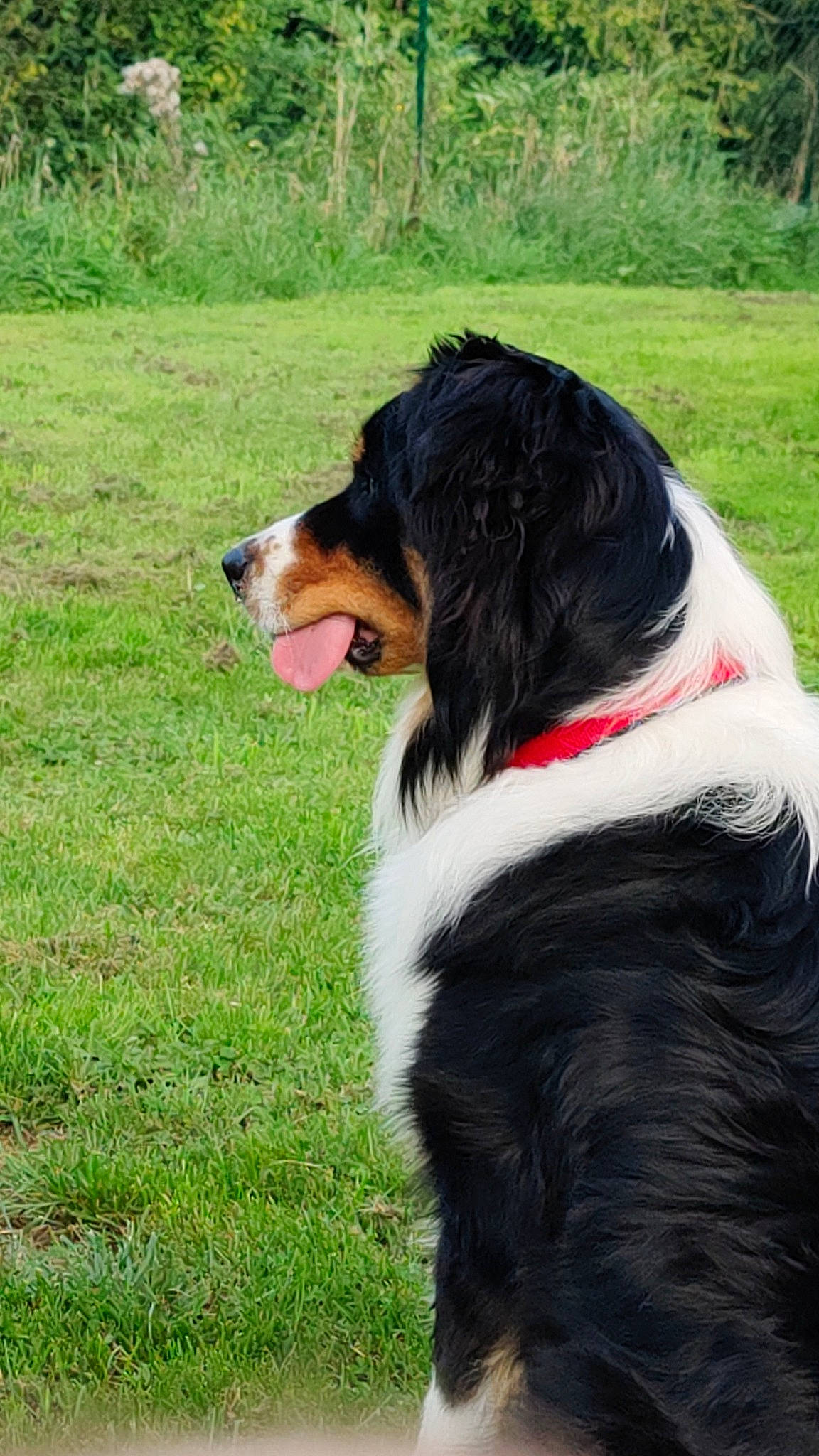 Buck a rejoint le concours — aidez-le/la à gagner de superbes lots ! canidae, carnivore, collar, companion_dog, dog, dog_breed, dog_collar, dog_supply, fur, giant_dog_breed, grass, herding_dog, hunting_dog, plant, snout, sporting_group, terrestrial_animal, tree, working_animal, working_dog