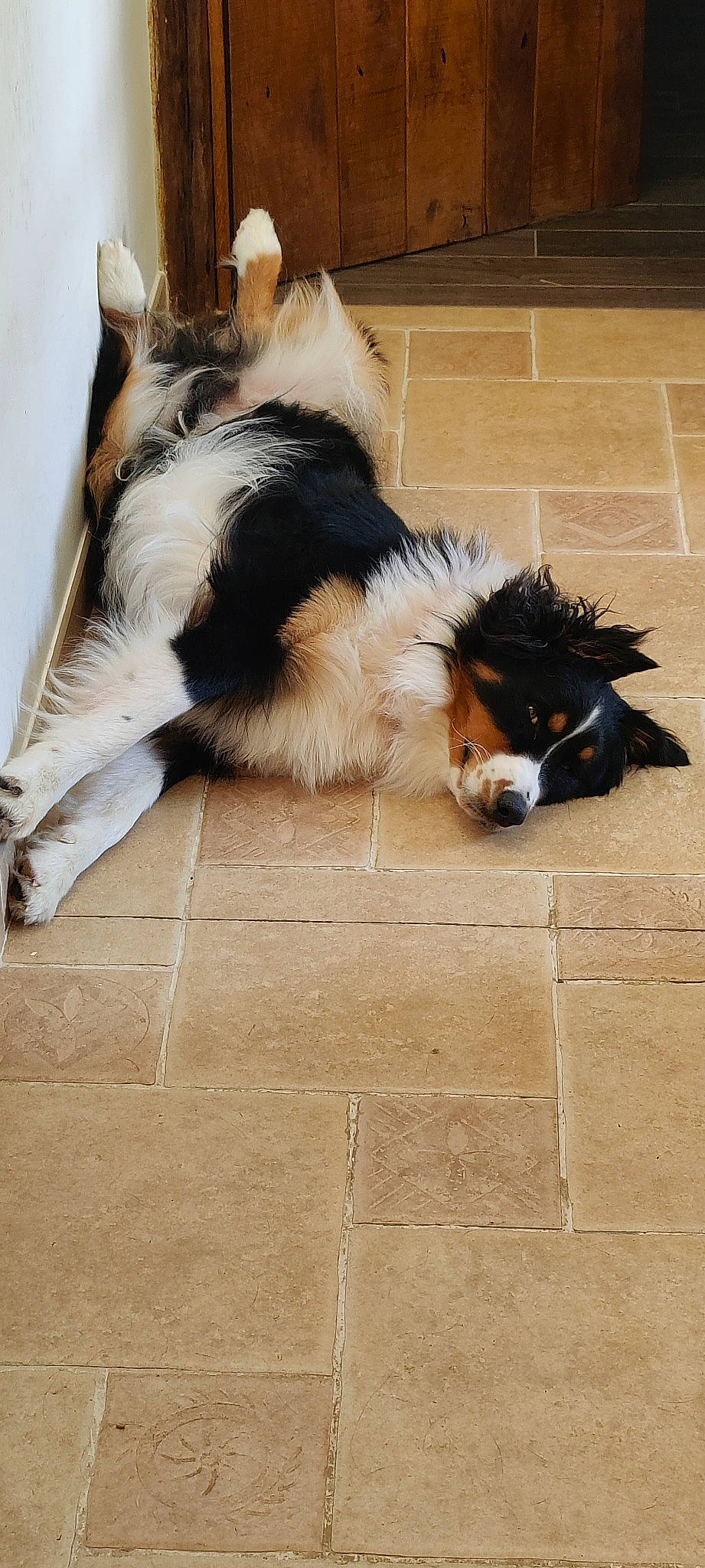 Buck a rejoint le concours — aidez-le/la à gagner de superbes lots ! carnivore, companion_dog, dog, dog_breed, door_mat, fawn, floor, flooring, foot, fur, hardwood, herding_dog, snout, sporting_group, tail, terrestrial_animal, tile_flooring, whiskers, wood, working_animal