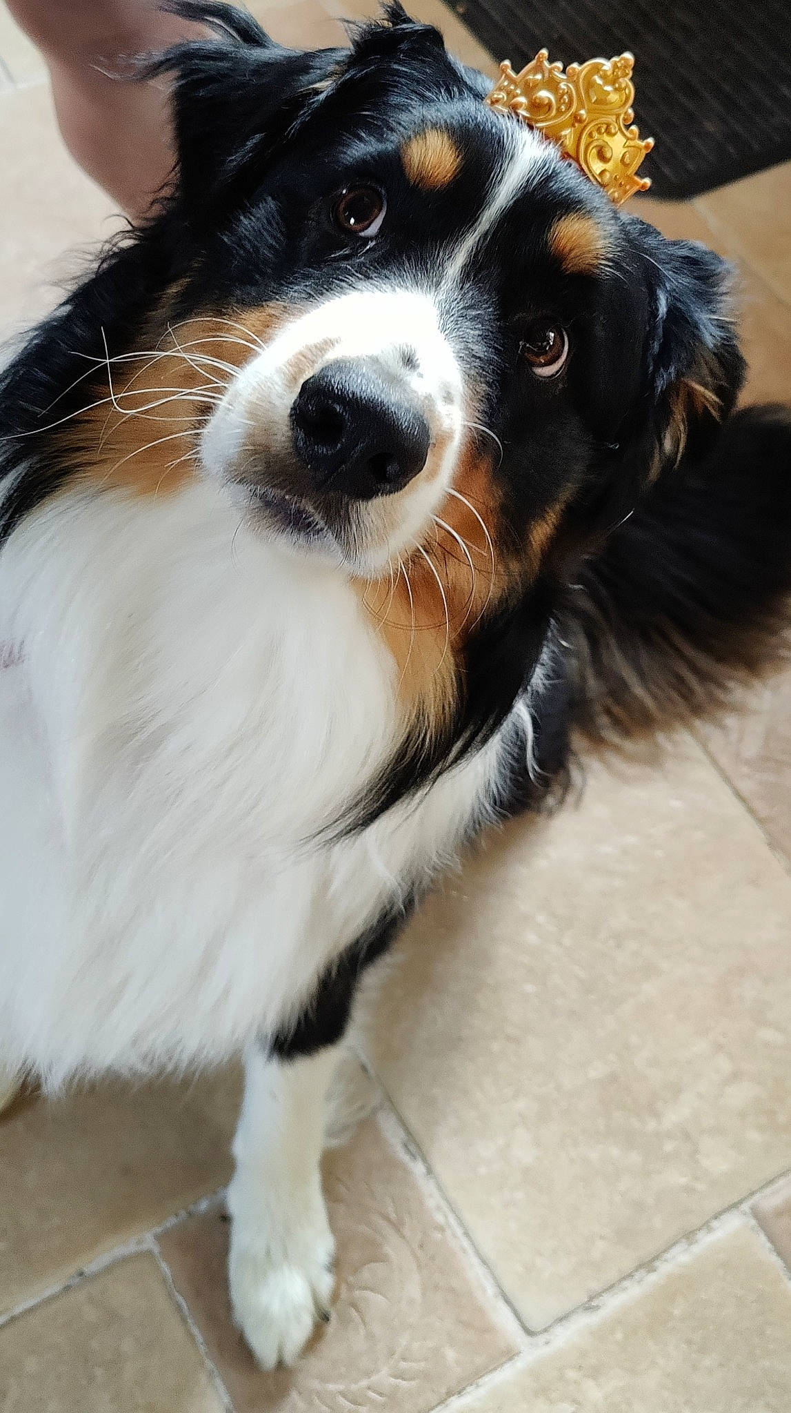 Buck a rejoint le concours — aidez-le/la à gagner de superbes lots ! bernese_mountain_dog, canidae, carnivore, companion_dog, dog, dog_breed, fur, herding_dog, snout, sporting_group, whiskers, working_animal, working_dog