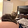 Molly is registered to the contest to win money with this photo: kitten, cat, gray_cat, fluffy, pet, indoor, bedroom, person, belly, resting, curious, furniture, television, door, blanket, casual, cozy, cute, animal, domestic