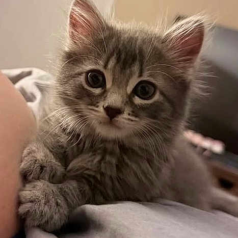 Molly