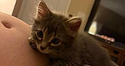Molly is registered to the contest to win money with this photo: kitten, cat, baby_cat, indoor, person, belly, clinging, curious, furry, cute, soft, blanket, bed, room, door, television, furniture, domestic, animal, pet