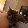 kitten, cat, baby_cat, indoor, person, belly, clinging, curious, furry, cute, soft, blanket, bed, room, door, television, furniture, domestic, animal, pet