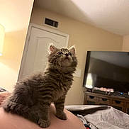 Molly joined the competition — help win amazing prizes! kitten, cat, gray_fur, fluffy, pet, indoor, bedroom, television, furniture, blanket, door, curious, cute, small_animal, home, cozy, looking_up, animal, domestic_cat, resting