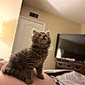 kitten, cat, gray_fur, fluffy, pet, indoor, bedroom, television, furniture, blanket, door, curious, cute, small_animal, home, cozy, looking_up, animal, domestic_cat, resting