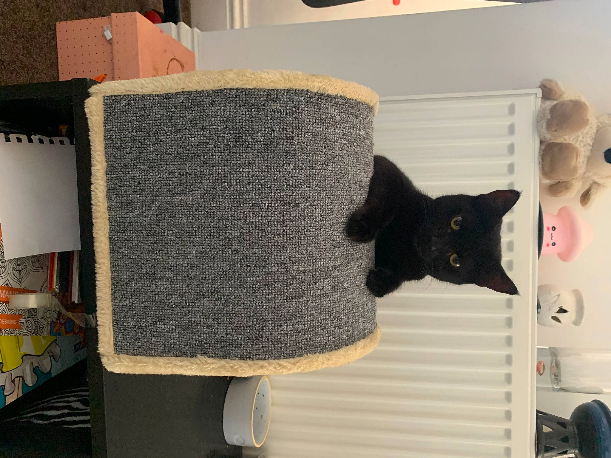 Jeremy is registered to the contest to win money with this photo: black_cat, bombay, carnivore, cat, cat_furniture, cat_supply, domestic_short_haired_cat, felidae, flooring, fur, grey, hat, interior_design, shelf, shelving, small_to_medium_sized_cats, tail, whiskers, window, wool
