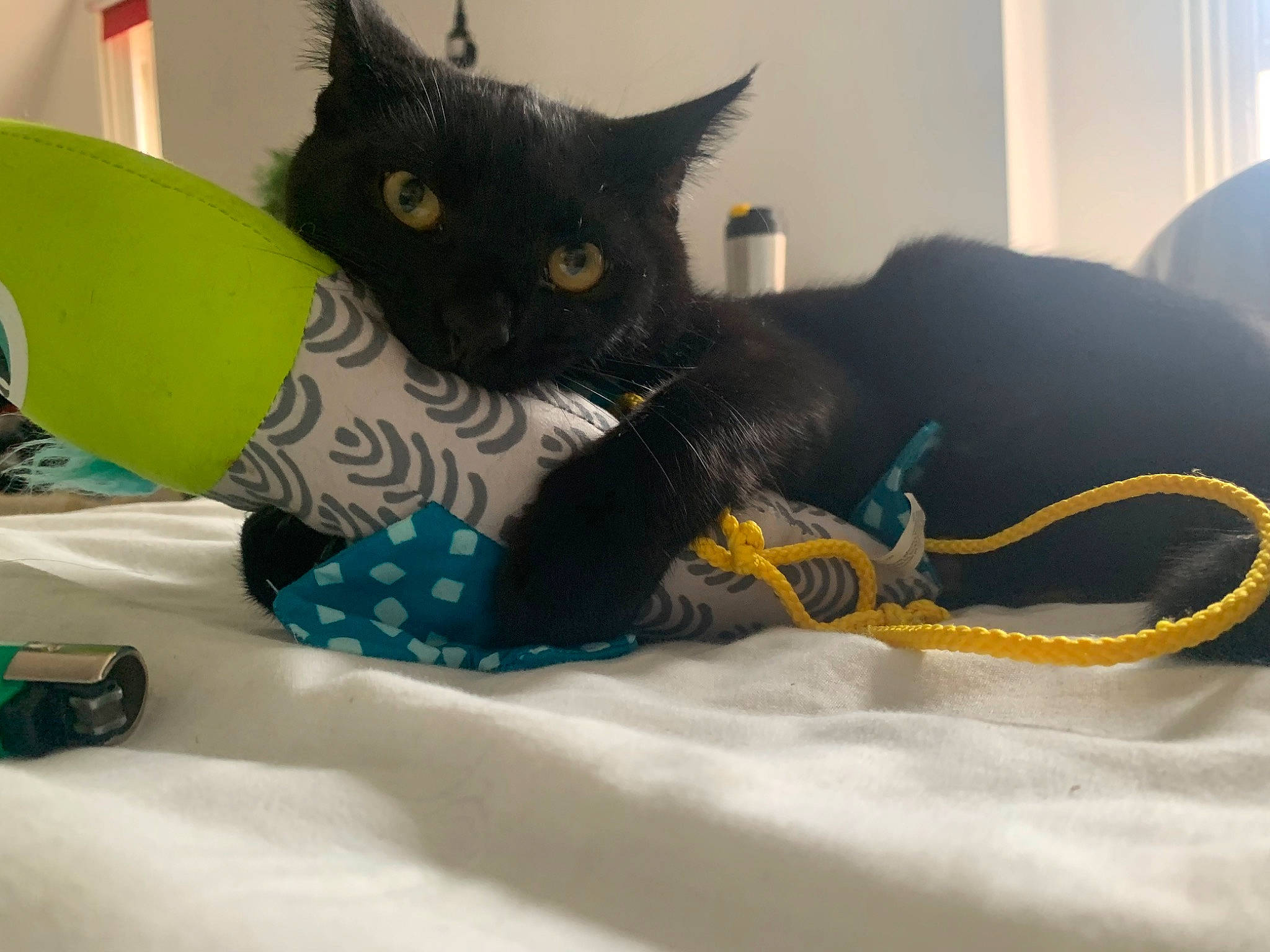 Jeremy joined the competition — help win amazing prizes! bed, black_cat, carnivore, cat, cat_supply, claw, comfort, domestic_short_haired_cat, felidae, foot, fur, human_leg, leg, linens, mammal, paw, small_to_medium_sized_cats, tail, thigh, whiskers