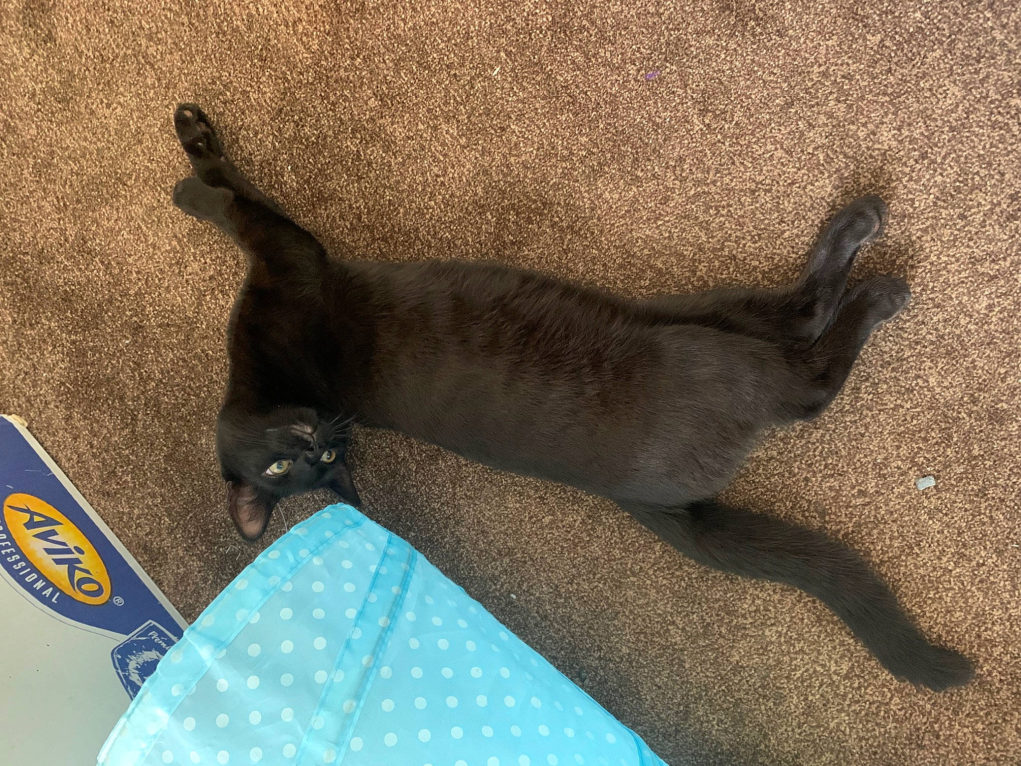 Jeremy is registered to the contest to win money with this photo: asphalt, canidae, carnivore, cat, claw, comfort, dog_breed, domestic_short_haired_cat, electric_blue, felidae, fur, grey, logo, paw, shadow, small_to_medium_sized_cats, sporting_group, tail, tints_and_shades, whiskers