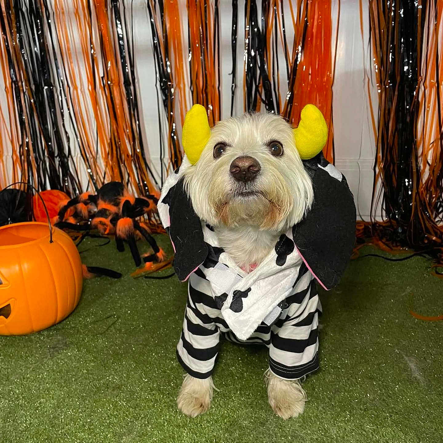 Chloe joined the competition — help win amazing prizes! animal, artificial_grass, black_and_orange_streamers, costume, cow_costume, cute, decorations, dog, festive, funny, halloween, holiday, indoor, pet, portrait, pumpkin_bucket, seasonal, small_dog, white_fur, yellow_horns